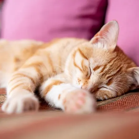 Frühstückspension Alto Boutique