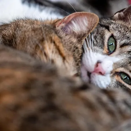 Alto Boutique Ponta do Sol (Madeira)