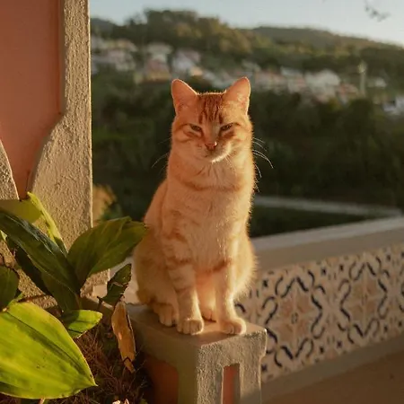 Alto Boutique Ponta do Sol