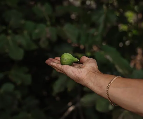 Alto Boutique לינה וארוחת בוקר פונטה דו סול