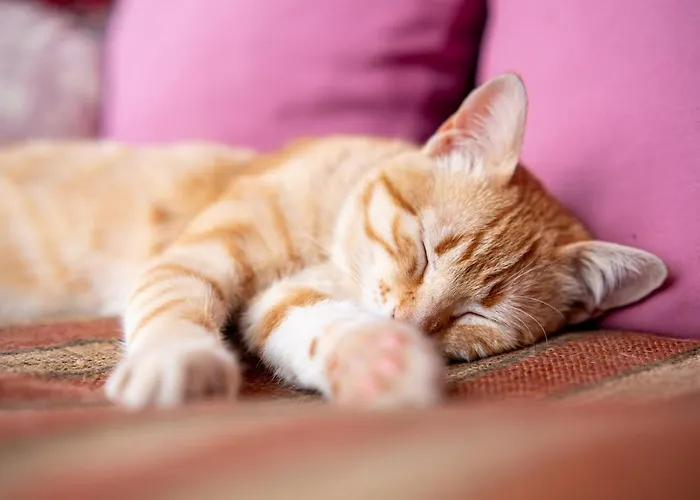 לינה וארוחת בוקר Alto Boutique