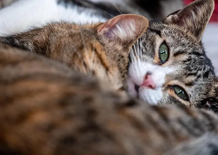 Alto Boutique Ponta do Sol (Madeira)