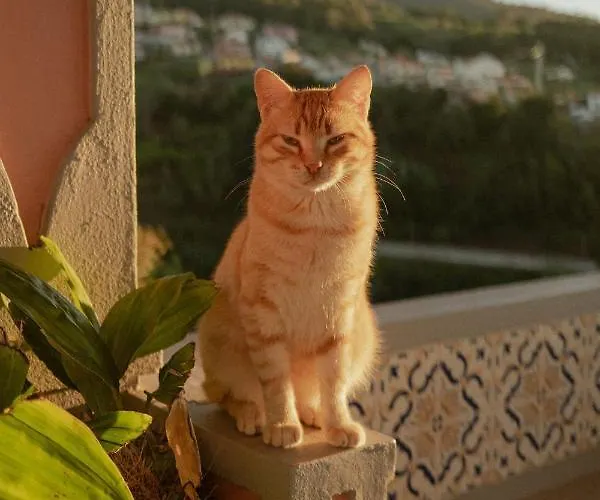 Alto Boutique פונטה דו סול